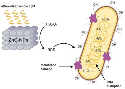 ZnO Nanomaterials: Current Advancements in Antibacterial Mechanisms and Applications